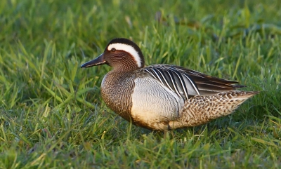 Een rondje door de polder leverde onverwachts deze mooie soort op. De Zomertalingen kwamen al foeragerend steeds dichterbij. Het avondlicht gaf een mooie gloed over de vogel.