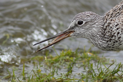 <i class='fa fa-user'></i>&nbsp;Rob Belterman&nbsp;|   Groenpootruiter&nbsp; <i class='fa fa-eye'>&nbsp;290</i> &nbsp; <i class='fa fa-comment-o'>&nbsp;4</i>