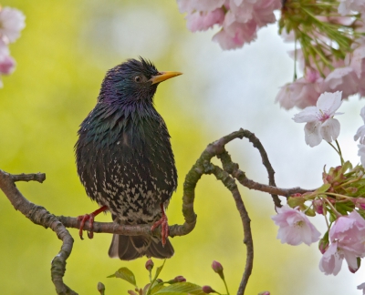 <i class='fa fa-user'></i>&nbsp;gras4711&nbsp;|   Spreeuw&nbsp; <i class='fa fa-eye'>&nbsp;941</i> &nbsp;<i class='fa fa-thumbs-up'>&nbsp;10</i> &nbsp; <i class='fa fa-comment-o'>&nbsp;16</i>