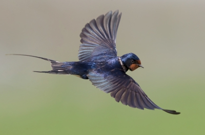 <i class='fa fa-user'></i>&nbsp;Edward van Altena&nbsp;|   Boerenzwaluw&nbsp; <i class='fa fa-eye'>&nbsp;517</i> &nbsp;<i class='fa fa-thumbs-up'>&nbsp;9</i> &nbsp; <i class='fa fa-comment-o'>&nbsp;8</i>