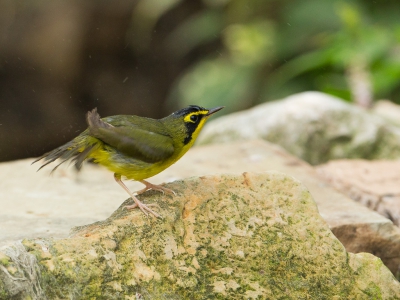 <i class='fa fa-user'></i>&nbsp;auk&nbsp;|   Kentuckyzanger&nbsp; <i class='fa fa-eye'>&nbsp;299</i> &nbsp; <i class='fa fa-comment-o'>&nbsp;1</i>