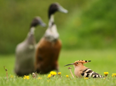 <i class='fa fa-user'></i>&nbsp;Leon Walraven&nbsp;|   Hop&nbsp; <i class='fa fa-eye'>&nbsp;549</i> &nbsp;<i class='fa fa-thumbs-up'>&nbsp;5</i> &nbsp; <i class='fa fa-comment-o'>&nbsp;11</i>