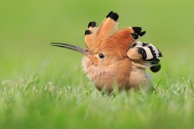 <i class='fa fa-user'></i>&nbsp;JWH&nbsp;|   Hop&nbsp; <i class='fa fa-eye'>&nbsp;630</i> &nbsp;<i class='fa fa-thumbs-up'>&nbsp;15</i> &nbsp; <i class='fa fa-comment-o'>&nbsp;10</i>