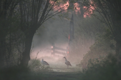 <i class='fa fa-user'></i>&nbsp;dick renes&nbsp;|   Nijlgans&nbsp; <i class='fa fa-eye'>&nbsp;486</i> &nbsp;<i class='fa fa-thumbs-up'>&nbsp;7</i> &nbsp; <i class='fa fa-comment-o'>&nbsp;13</i>