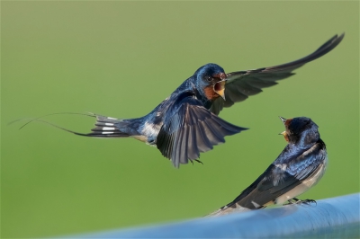 <i class='fa fa-user'></i>&nbsp;Harry Jamont&nbsp;|   Boerenzwaluw&nbsp; <i class='fa fa-eye'>&nbsp;403</i> &nbsp;<i class='fa fa-thumbs-up'>&nbsp;2</i> &nbsp; <i class='fa fa-comment-o'>&nbsp;5</i>