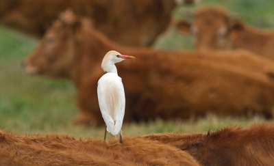 <i class='fa fa-user'></i>&nbsp;nelappelmelk&nbsp;|   Koereiger&nbsp; <i class='fa fa-eye'>&nbsp;261</i> &nbsp;<i class='fa fa-thumbs-up'>&nbsp;1</i> &nbsp; <i class='fa fa-comment-o'>&nbsp;7</i>