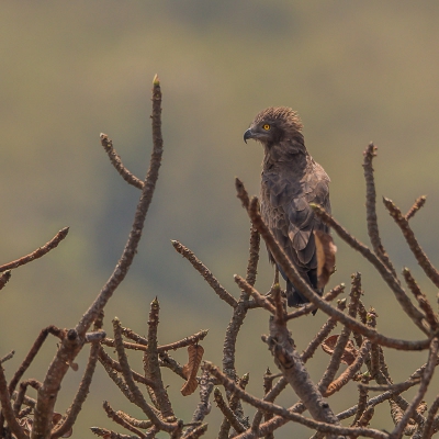 <i class='fa fa-user'></i>&nbsp;Paul van Gorp&nbsp;|   Bruine Slangenarend&nbsp; <i class='fa fa-eye'>&nbsp;361</i> &nbsp;<i class='fa fa-thumbs-up'>&nbsp;3</i> &nbsp; <i class='fa fa-comment-o'>&nbsp;5</i>