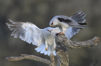 <i class='fa fa-user'></i>&nbsp;Henk Laverman&nbsp;|   Grijze Wouw&nbsp; <i class='fa fa-eye'>&nbsp;680</i> &nbsp;<i class='fa fa-thumbs-up'>&nbsp;16</i> &nbsp; <i class='fa fa-comment-o'>&nbsp;14</i>