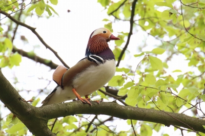 <i class='fa fa-user'></i>&nbsp;hjstukker&nbsp;|   Mandarijneend&nbsp; <i class='fa fa-eye'>&nbsp;293</i> &nbsp;<i class='fa fa-thumbs-up'>&nbsp;1</i> &nbsp; <i class='fa fa-comment-o'>&nbsp;2</i>