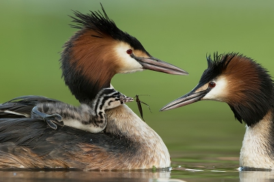 <i class='fa fa-user'></i>&nbsp;Henny van Egdom&nbsp;|   Fuut&nbsp; <i class='fa fa-eye'>&nbsp;386</i> &nbsp;<i class='fa fa-thumbs-up'>&nbsp;6</i> &nbsp; <i class='fa fa-comment-o'>&nbsp;5</i>