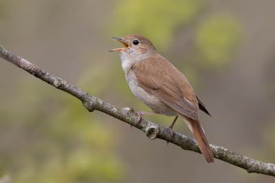 <i class='fa fa-user'></i>&nbsp;Peter Soer&nbsp;|   Nachtegaal&nbsp; <i class='fa fa-eye'>&nbsp;443</i> &nbsp;<i class='fa fa-thumbs-up'>&nbsp;6</i> &nbsp; <i class='fa fa-comment-o'>&nbsp;5</i>