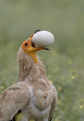 <i class='fa fa-user'></i>&nbsp;Henk Laverman&nbsp;|   Aasgier&nbsp; <i class='fa fa-eye'>&nbsp;549</i> &nbsp;<i class='fa fa-thumbs-up'>&nbsp;7</i> &nbsp; <i class='fa fa-comment-o'>&nbsp;10</i>