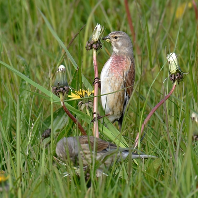 <i class='fa fa-user'></i>&nbsp;henkdikkers&nbsp;|   Kneu&nbsp; <i class='fa fa-eye'>&nbsp;276</i> &nbsp; <i class='fa fa-comment-o'>&nbsp;1</i>