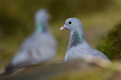 <i class='fa fa-user'></i>&nbsp;Gert-Jan Cromwijk&nbsp;|   Holenduif&nbsp; <i class='fa fa-eye'>&nbsp;230</i> &nbsp; <i class='fa fa-comment-o'>&nbsp;2</i>