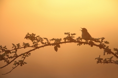 <i class='fa fa-user'></i>&nbsp;Frank Kremer&nbsp;|   Sprinkhaanzanger&nbsp; <i class='fa fa-eye'>&nbsp;673</i> &nbsp;<i class='fa fa-thumbs-up'>&nbsp;25</i> &nbsp; <i class='fa fa-comment-o'>&nbsp;21</i>