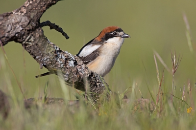 <i class='fa fa-user'></i>&nbsp;Luc Meert&nbsp;|   Roodkopklauwier&nbsp; <i class='fa fa-eye'>&nbsp;419</i> &nbsp;<i class='fa fa-thumbs-up'>&nbsp;2</i> &nbsp; <i class='fa fa-comment-o'>&nbsp;1</i>