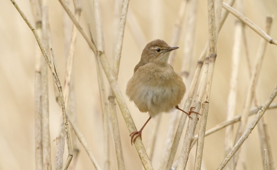 Vandaag een foto van een vogel die je niet al te vaak op foto ziet, de Snor. Deze soort leeft in hoog riet en kan je vaak alleen maar horen of vluchtig zien.
Ik vond de houding van de vogel wel leuk !