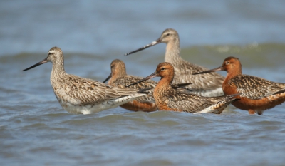 <i class='fa fa-user'></i>&nbsp;groenvogel57&nbsp;|   Rosse Grutto&nbsp; <i class='fa fa-eye'>&nbsp;359</i> &nbsp; <i class='fa fa-comment-o'>&nbsp;2</i>