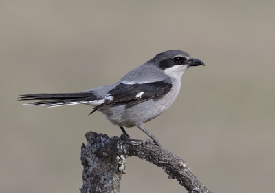 <i class='fa fa-user'></i>&nbsp;Henk Laverman&nbsp;|   Iberische Klapekster&nbsp; <i class='fa fa-eye'>&nbsp;339</i> &nbsp; <i class='fa fa-comment-o'>&nbsp;7</i>