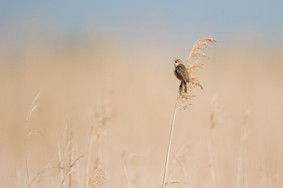 <i class='fa fa-user'></i>&nbsp;Peter Soer&nbsp;|   Rietzanger&nbsp; <i class='fa fa-eye'>&nbsp;385</i> &nbsp;<i class='fa fa-thumbs-up'>&nbsp;2</i> &nbsp; <i class='fa fa-comment-o'>&nbsp;5</i>