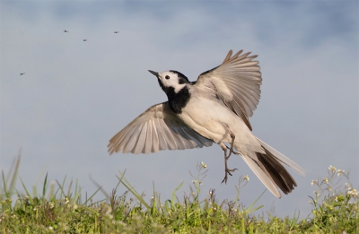 <i class='fa fa-user'></i>&nbsp;Edward van Altena&nbsp;|   Witte Kwikstaart&nbsp; <i class='fa fa-eye'>&nbsp;443</i> &nbsp;<i class='fa fa-thumbs-up'>&nbsp;4</i> &nbsp; <i class='fa fa-comment-o'>&nbsp;5</i>