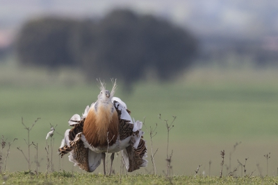 <i class='fa fa-user'></i>&nbsp;kanon&nbsp;|   Grote Trap&nbsp; <i class='fa fa-eye'>&nbsp;328</i> &nbsp;<i class='fa fa-thumbs-up'>&nbsp;2</i> &nbsp; <i class='fa fa-comment-o'>&nbsp;7</i>