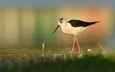 <i class='fa fa-user'></i>&nbsp;Ido&nbsp;|   Steltkluut&nbsp; <i class='fa fa-eye'>&nbsp;339</i> &nbsp;<i class='fa fa-thumbs-up'>&nbsp;3</i> &nbsp; <i class='fa fa-comment-o'>&nbsp;6</i>