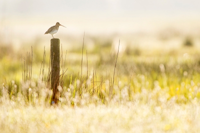 <i class='fa fa-user'></i>&nbsp;Marcel van Kammen&nbsp;|   Watersnip&nbsp; <i class='fa fa-eye'>&nbsp;407</i> &nbsp;<i class='fa fa-thumbs-up'>&nbsp;9</i> &nbsp; <i class='fa fa-comment-o'>&nbsp;9</i>