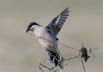 <i class='fa fa-user'></i>&nbsp;Henk Laverman&nbsp;|   Iberische Klapekster&nbsp; <i class='fa fa-eye'>&nbsp;506</i> &nbsp;<i class='fa fa-thumbs-up'>&nbsp;17</i> &nbsp; <i class='fa fa-comment-o'>&nbsp;14</i>