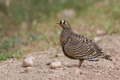 <i class='fa fa-user'></i>&nbsp;Paul van Gorp&nbsp;|   Lichtensteins Zandhoen&nbsp; <i class='fa fa-eye'>&nbsp;313</i> &nbsp;<i class='fa fa-thumbs-up'>&nbsp;3</i> &nbsp; <i class='fa fa-comment-o'>&nbsp;5</i>