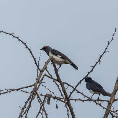 <i class='fa fa-user'></i>&nbsp;Paul van Gorp&nbsp;|   Spiegelspreeuw&nbsp; <i class='fa fa-eye'>&nbsp;232</i> &nbsp; <i class='fa fa-comment-o'>&nbsp;2</i>