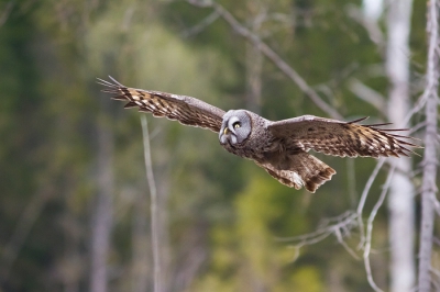 Ook deze uil konden we bewonderen in Finland .
Imposante vogels in de vlucht!!