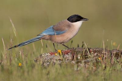 <i class='fa fa-user'></i>&nbsp;Luc Meert&nbsp;|   Blauwe Ekster&nbsp; <i class='fa fa-eye'>&nbsp;299</i> &nbsp; <i class='fa fa-comment-o'>&nbsp;3</i>