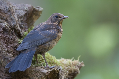 <i class='fa fa-user'></i>&nbsp;Gert-Jan Cromwijk&nbsp;|   Merel&nbsp; <i class='fa fa-eye'>&nbsp;271</i> &nbsp; <i class='fa fa-comment-o'>&nbsp;1</i>