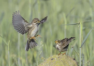 <i class='fa fa-user'></i>&nbsp;Henk Laverman&nbsp;|   Grauwe Gors&nbsp; <i class='fa fa-eye'>&nbsp;482</i> &nbsp;<i class='fa fa-thumbs-up'>&nbsp;3</i> &nbsp; <i class='fa fa-comment-o'>&nbsp;9</i>