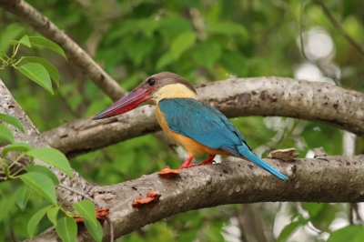 Ooievaarsbekijsvogel in Udawala Nationaal Park,  Sri Lanka. Zomer 2015.