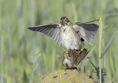 <i class='fa fa-user'></i>&nbsp;Henk Laverman&nbsp;|   Grauwe Gors&nbsp; <i class='fa fa-eye'>&nbsp;472</i> &nbsp;<i class='fa fa-thumbs-up'>&nbsp;1</i> &nbsp; <i class='fa fa-comment-o'>&nbsp;3</i>