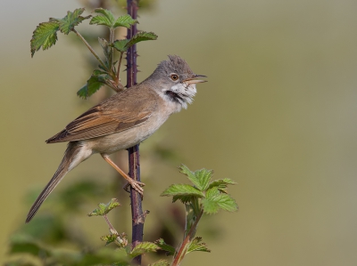 <i class='fa fa-user'></i>&nbsp;vogeljan&nbsp;|   Grasmus&nbsp; <i class='fa fa-eye'>&nbsp;450</i> &nbsp;<i class='fa fa-thumbs-up'>&nbsp;6</i> &nbsp; <i class='fa fa-comment-o'>&nbsp;8</i>