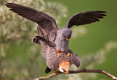 <i class='fa fa-user'></i>&nbsp;charlysax&nbsp;|   Roodpootvalk&nbsp; <i class='fa fa-eye'>&nbsp;820</i> &nbsp;<i class='fa fa-thumbs-up'>&nbsp;14</i> &nbsp; <i class='fa fa-comment-o'>&nbsp;17</i>