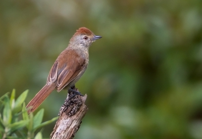 <i class='fa fa-user'></i>&nbsp;charlysax&nbsp;|   Roodkapmierklauwier&nbsp; <i class='fa fa-eye'>&nbsp;248</i> &nbsp; <i class='fa fa-comment-o'>&nbsp;2</i>