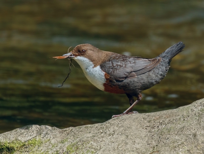 <i class='fa fa-user'></i>&nbsp;Jurgen Maassen&nbsp;|   Waterspreeuw&nbsp; <i class='fa fa-eye'>&nbsp;334</i> &nbsp; <i class='fa fa-comment-o'>&nbsp;8</i>