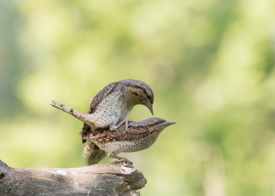 <i class='fa fa-user'></i>&nbsp;Marie-Jos� Boon&nbsp;|   Draaihals&nbsp; <i class='fa fa-eye'>&nbsp;814</i> &nbsp;<i class='fa fa-thumbs-up'>&nbsp;21</i> &nbsp; <i class='fa fa-comment-o'>&nbsp;21</i>