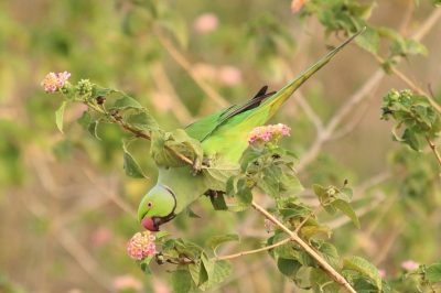 Halsbandparkiet in Udalawale Nationaal park, Sri Lanka. Zomer 2015.