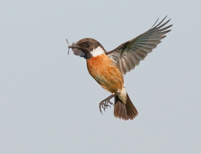 <i class='fa fa-user'></i>&nbsp;loek van de Leur&nbsp;|   Roodborsttapuit&nbsp; <i class='fa fa-eye'>&nbsp;499</i> &nbsp;<i class='fa fa-thumbs-up'>&nbsp;14</i> &nbsp; <i class='fa fa-comment-o'>&nbsp;16</i>