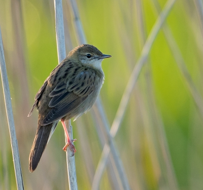 <i class='fa fa-user'></i>&nbsp;Jakob Keun&nbsp;|   Sprinkhaanzanger&nbsp; <i class='fa fa-eye'>&nbsp;356</i> &nbsp;<i class='fa fa-thumbs-up'>&nbsp;5</i> &nbsp; <i class='fa fa-comment-o'>&nbsp;7</i>