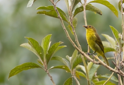 <i class='fa fa-user'></i>&nbsp;charlysax&nbsp;|   Geelstuittangare&nbsp; <i class='fa fa-eye'>&nbsp;185</i> &nbsp; <i class='fa fa-comment-o'>&nbsp;0</i>