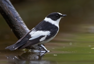 <i class='fa fa-user'></i>&nbsp;charlysax&nbsp;|   Withalsvliegenvanger&nbsp; <i class='fa fa-eye'>&nbsp;430</i> &nbsp;<i class='fa fa-thumbs-up'>&nbsp;3</i> &nbsp; <i class='fa fa-comment-o'>&nbsp;6</i>