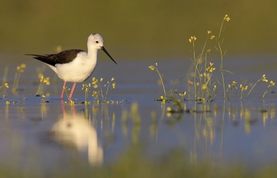 <i class='fa fa-user'></i>&nbsp;Henk Laverman&nbsp;|   Steltkluut&nbsp; <i class='fa fa-eye'>&nbsp;387</i> &nbsp;<i class='fa fa-thumbs-up'>&nbsp;9</i> &nbsp; <i class='fa fa-comment-o'>&nbsp;8</i>