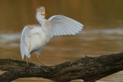 <i class='fa fa-user'></i>&nbsp;Johan G&nbsp;|   Koereiger&nbsp; <i class='fa fa-eye'>&nbsp;294</i> &nbsp;<i class='fa fa-thumbs-up'>&nbsp;1</i> &nbsp; <i class='fa fa-comment-o'>&nbsp;4</i>