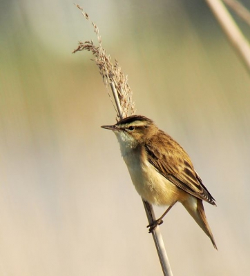 Naast de leuke soorten watervogels is er langs de vogelplas veel te zien.. Eindelijk geen rietstengel tussen de vogel en de lens..
